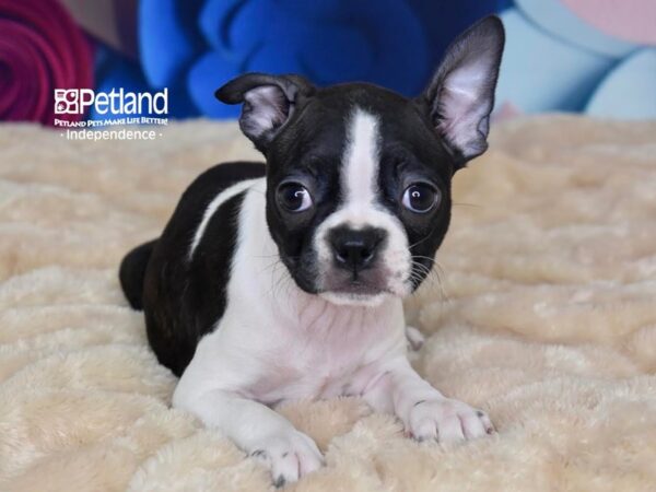 Boston Terrier-DOG-Female-Black & White-2752-Petland Lee's Summit, MO