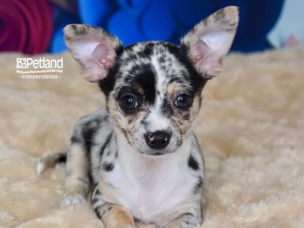 Chihuahua-DOG-Female-Blue & Tan White Markings-2753-Petland Lee's Summit, MO