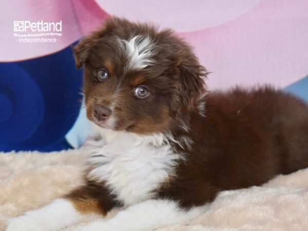 Miniature Australian Shepherd-DOG-Female-Red White Markings Tan Points-2754-Petland Lee's Summit, MO