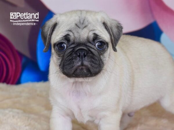 Pug-DOG-Male-Fawn-2755-Petland Lee's Summit, MO
