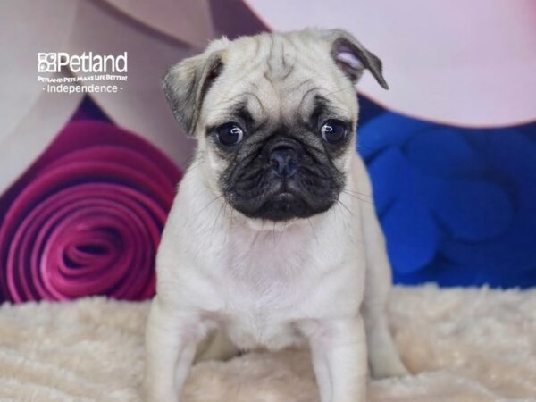 Pug-DOG-Female-Fawn-2756-Petland Lee's Summit, MO
