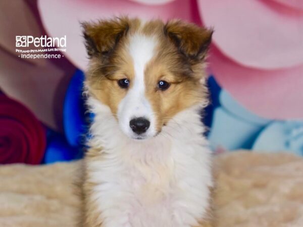 Shetland Sheepdog-DOG-Female-Sable & White-2757-Petland Lee's Summit, MO