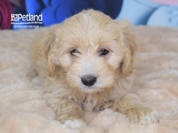 Mini Goldendoodle 2nd Gen.-DOG-Male-Light Golden-2743-Petland Lee's Summit, MO