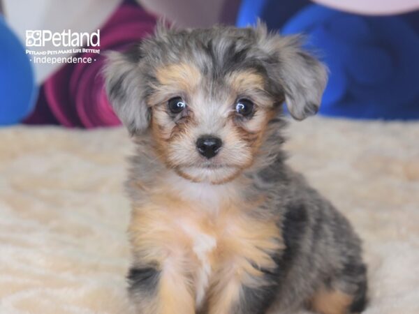 Miniature Aussiedoodle-DOG-Male-Blue Merle White Markings-2751-Petland Lee's Summit, MO
