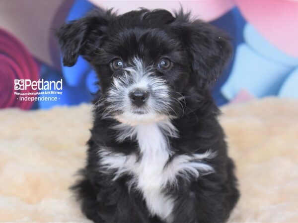 Miniature Aussiedoodle-DOG-Female-Black White Markings-2750-Petland Lee's Summit, MO