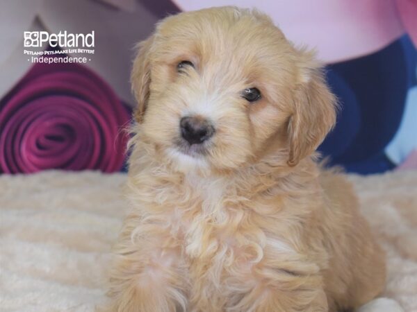 Mini Goldendoodle 2nd Gen.-DOG-Male-Light Golden-2745-Petland Lee's Summit, MO