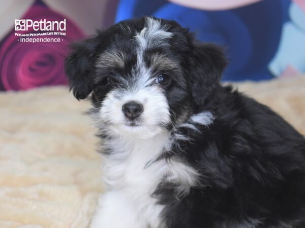 Miniature Aussiedoodle-DOG-Female-Black & White Tan Markings-2759-Petland Lee's Summit, MO