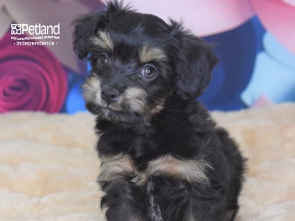 Miniature Aussiedoodle-DOG-Female-Black & Tan-2758-Petland Lee's Summit, MO