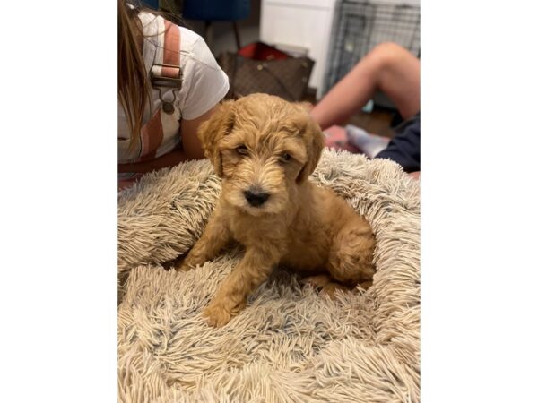 Mini Goldendoodle 2nd Gen.-DOG-Male-Light Golden-2744-Petland Lee's Summit, MO