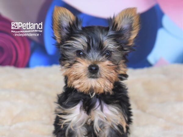 Yorkshire Terrier-DOG-Male-Black and Tan-2760-Petland Lee's Summit, MO