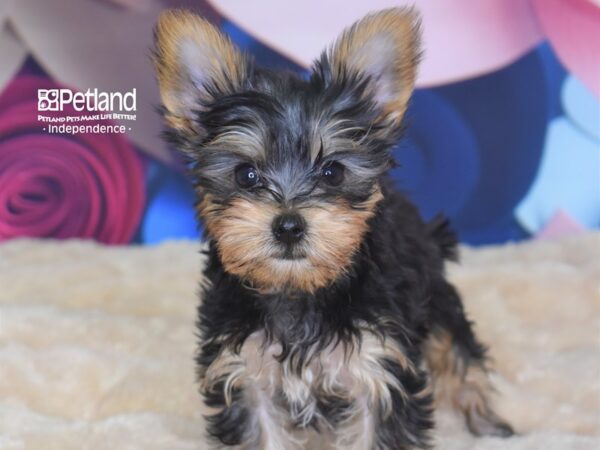 Yorkshire Terrier-DOG-Female-Black and Tan-2761-Petland Lee's Summit, MO