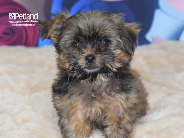 Shorkie Tzu-DOG-Female-Sable-2730-Petland Lee's Summit, MO
