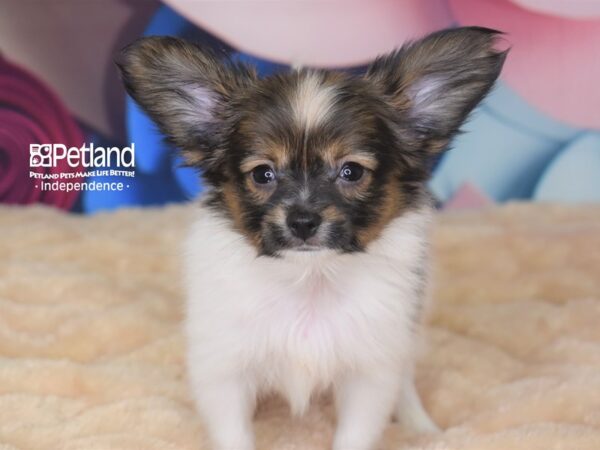 Papillon-DOG-Male--2762-Petland Lee's Summit, MO