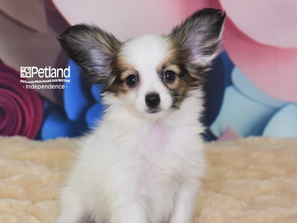Papillon-DOG-Female--2763-Petland Lee's Summit, MO