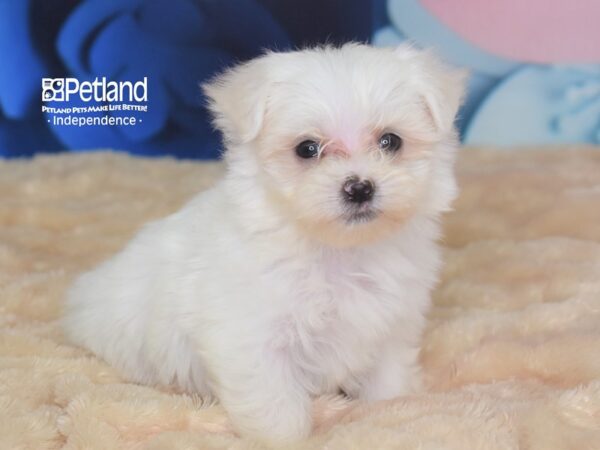 Maltese-DOG-Male--2764-Petland Lee's Summit, MO