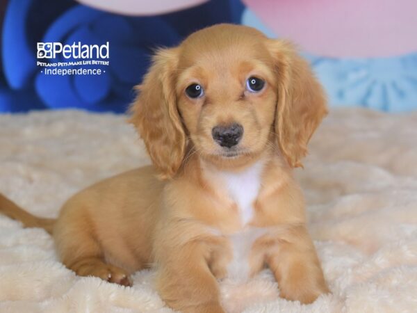 Dachshund-DOG-Female-Cream-2768-Petland Lee's Summit, MO