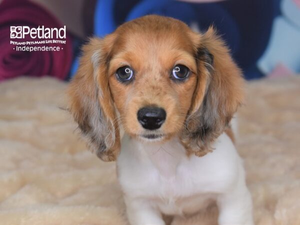 Dachshund-DOG-Female-Wild Boar Piebald-2769-Petland Lee's Summit, MO