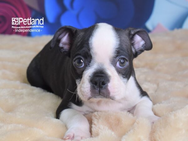 Boston Terrier-DOG-Male-Black Brindle and White-2772-Petland Lee's Summit, MO