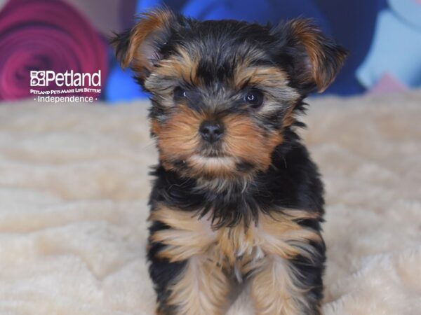 Yorkshire Terrier-DOG-Female-Black and Tan-2771-Petland Lee's Summit, MO