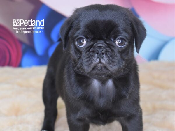 Pug-DOG-Male-Black-2773-Petland Lee's Summit, MO