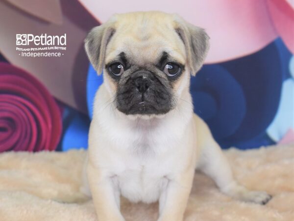 Pug-DOG-Female-Fawn-2774-Petland Lee's Summit, MO