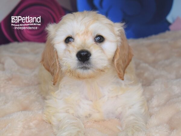 Miniature Goldendoodle-DOG-Female--2775-Petland Lee's Summit, MO