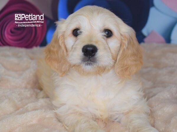 Miniature Goldendoodle-DOG-Female--2776-Petland Lee's Summit, MO
