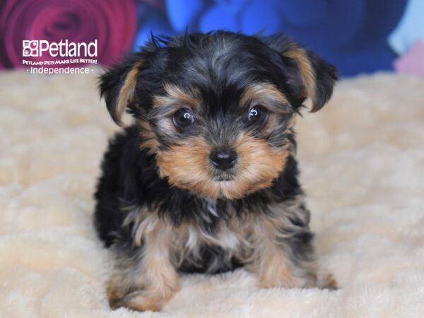 Yorkshire Terrier-DOG-Male-Black and Tan-2785-Petland Lee's Summit, MO