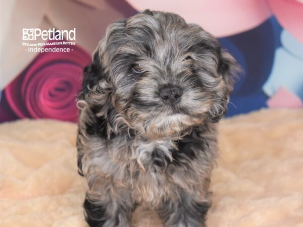 Cockapoo-DOG-Male--2777-Petland Lee's Summit, MO