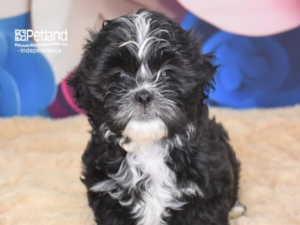 Shih Poo-DOG-Male--2782-Petland Lee's Summit, MO