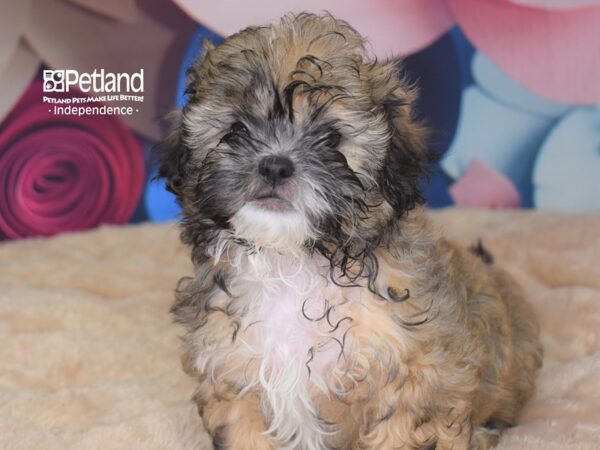 Shih Poo-DOG-Male--2783-Petland Lee's Summit, MO