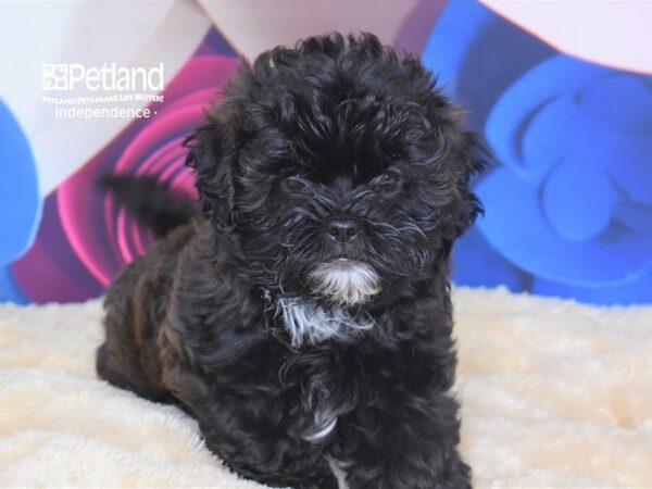 Shih Poo-DOG-Male--2784-Petland Lee's Summit, MO