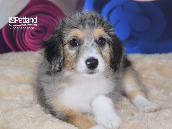 Miniature Aussiedoodle-DOG-Male--2780-Petland Lee's Summit, MO