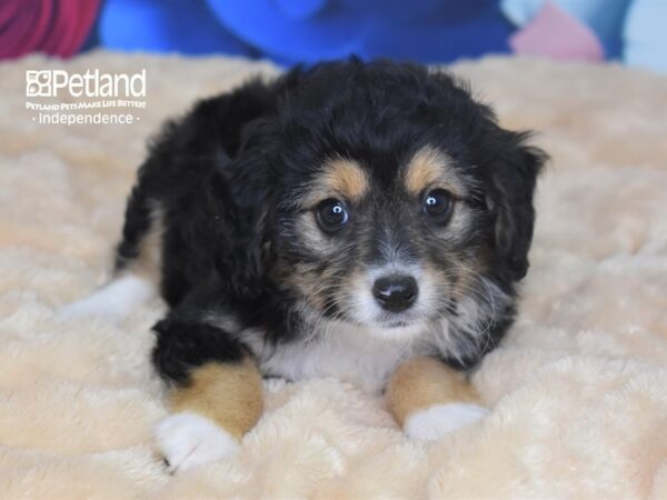 Miniature Aussiedoodle-DOG-Male--2781-Petland Lee's Summit, MO