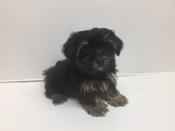 Yorkshire Terrier-DOG-Male-Black & Tan-2676-Petland Lee's Summit, MO