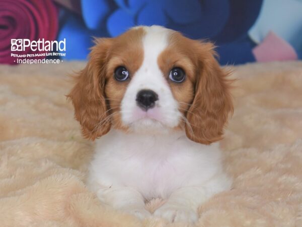 Cavalier King Charles Spaniel-DOG-Female-Blenheim-2808-Petland Lee's Summit, MO