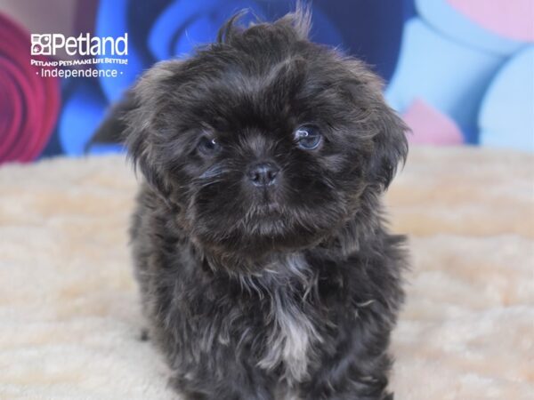Shih Tzu-DOG-Male--2796-Petland Lee's Summit, MO