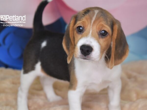 Beagle-DOG-Female-Black, White, & Tan-2791-Petland Lee's Summit, MO