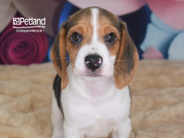 Beagle-DOG-Male-Black, White, & Tan-2790-Petland Lee's Summit, MO