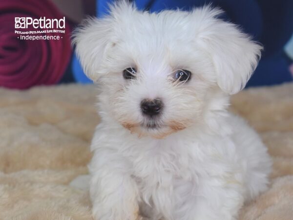 Maltese-DOG-Male-White Black Points-2799-Petland Lee's Summit, MO