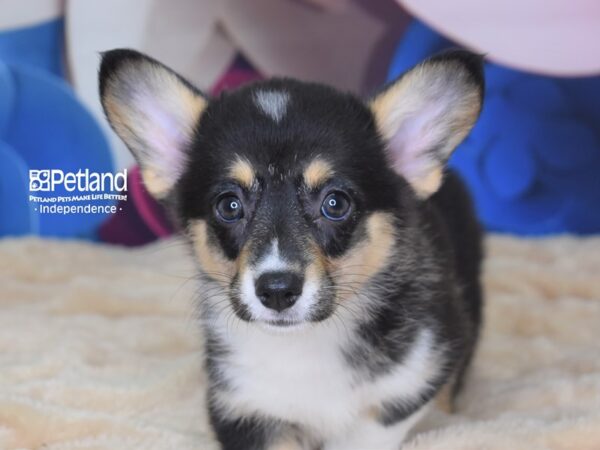 Pembroke Welsh Corgi-DOG-Female-Black & White Tan Markings-2789-Petland Lee's Summit, MO