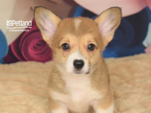 Pembroke Welsh Corgi-DOG-Male-Sable White Markings-2787-Petland Lee's Summit, MO