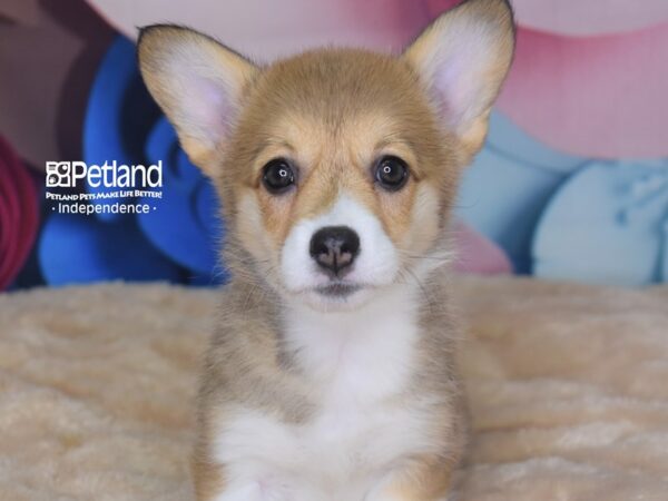 Pembroke Welsh Corgi-DOG-Female-Sable White Markings-2788-Petland Lee's Summit, MO