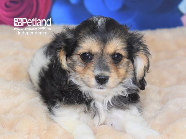 Cavapoo-DOG-Female--2803-Petland Lee's Summit, MO