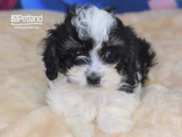 Cavapoo-DOG-Male--2801-Petland Lee's Summit, MO