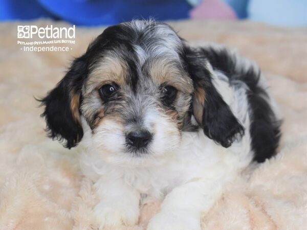 Cavapoo-DOG-Female--2804-Petland Lee's Summit, MO