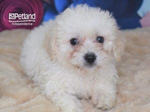 Teddy Bear-DOG-Female-White-2812-Petland Lee's Summit, MO