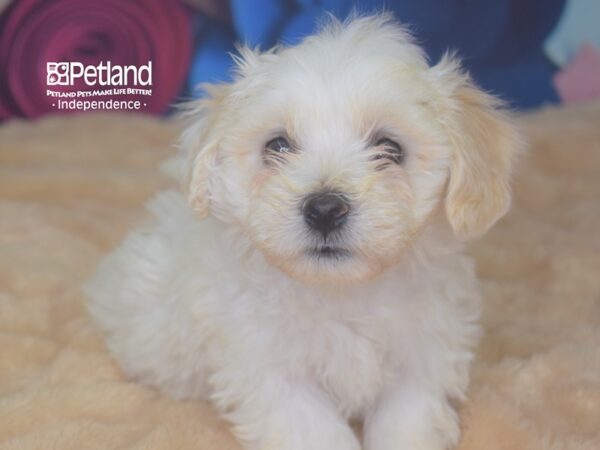 Bichon Frise-DOG-Female-White-2813-Petland Lee's Summit, MO