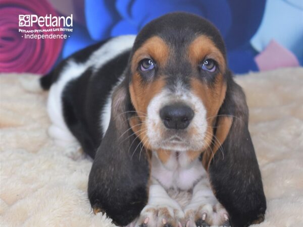 Basset Hound-DOG-Male-Black, White, & Brown-2805-Petland Lee's Summit, MO