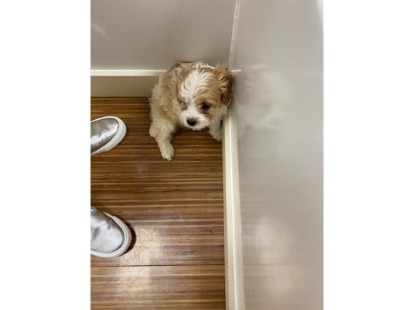 Cavapoo-DOG-Male--2802-Petland Lee's Summit, MO